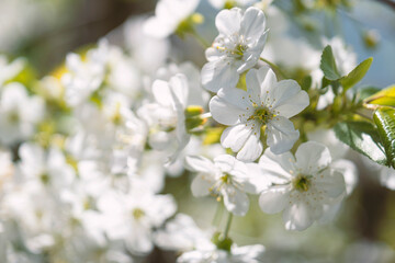 Beaitoful blooming prunus tree close up detail. Cherry orchard in spring