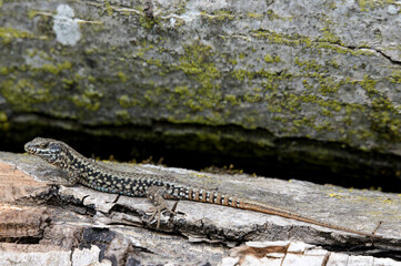 Lézard des montagnes