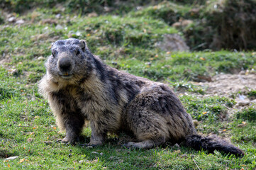Marmotte