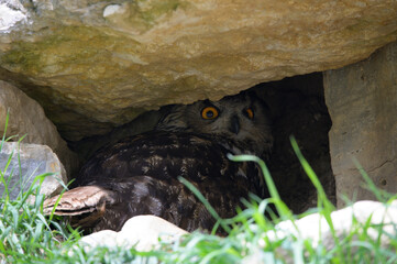 Hibou Grand Duc