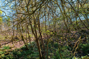 Cumbernauld Glen Wildlife Reserve. Scotland. UK. The ancient woodland of Cumbernauld Glen is a haven for wildlife and also provides an important, relaxing environment for local people.