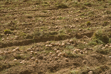 Potatoes fresh from the ground. Farming.