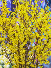 Sunny, bright yellow flowering branches of forsythia