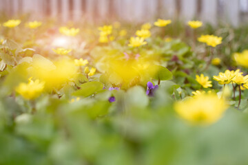 Blurred natural background with fresh spring flowers. Front view