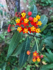 Yellow flowers in the garden.