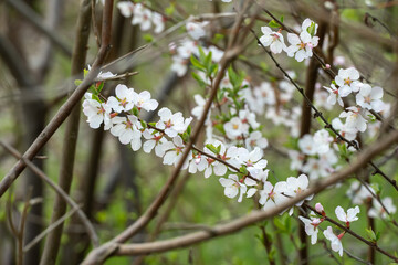 Сherry blossoms during spring season in the garden. Beautiful branches of white flowers and young green leaves on fruit tree in sunny day. Flora pattern nature texture background.