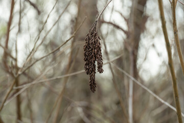 Сlose-up of branches with dry seeds. Beautiful fairy brown grains hang on trees. Beauty in nature. Soft selective focus and blurred background.