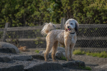 2022-04-24 A POODLE DOODLE STANDING ON ROCKS AT THE LUTHER BURBANK OFF LEASH AREA ON MERCER ISLAND...
