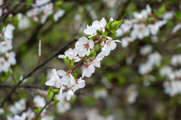 Сherry blossoms during spring season in the garden. Beautiful branches of white flowers and young green leaves on fruit tree in sunny day. Flora pattern nature texture background.