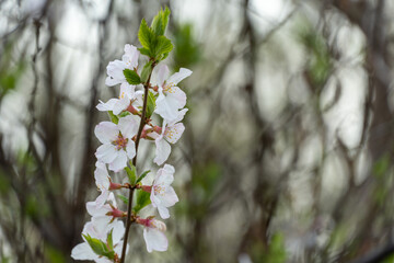 Сherry blossoms during spring season in the garden. Beautiful branches of white flowers and young green leaves on fruit tree in sunny day. Flora pattern nature texture background.