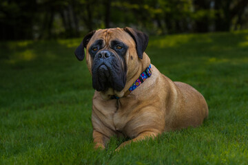 2022-04-24 CLOSE UP PORTRAIT OF A MATURE BULLMASTIFF LYING ON LUSH GREEN LAWN WITH BRIGHT EYES AND A COLORED COLLAR ON MERCER ISLAND WASHINGTON