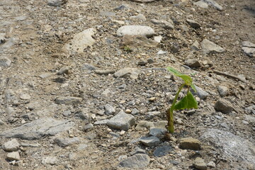 Green plant surviving in very hostile condition, A Background