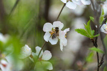 Honey bee on cherry blossoms in spring season in the garden. Insect collect nectar and spread pollen. Apiculture. Branches of white flowers and young green leaves on fruit tree in sunny day.