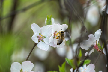 Honey bee on cherry blossoms in spring season in the garden. Insect collect nectar and spread pollen. Apiculture. Branches of white flowers and young green leaves on fruit tree in sunny day.