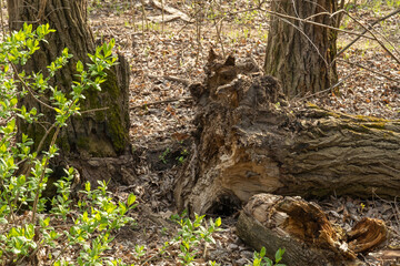 Naklejka na ściany i meble Fallen trunk old tree. Big snags in the forest. Plant has rotted over time and broken.