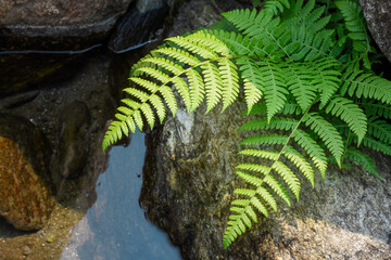 Riverbed in a Himalyan rainforest with a pair of fern