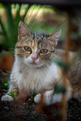 Naklejka na ściany i meble Stunning cat portraits of outdoors living cats near Yambol, Bulgaria