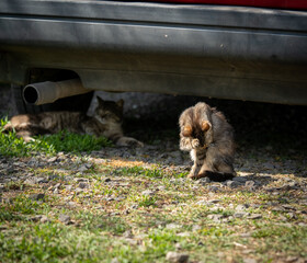 Stunning cat portraits of outdoors living cats near Yambol, Bulgaria
