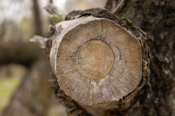 Felled tree in the forest. Dead plant deforestation. Big stump and trunk. Environmental conservation.