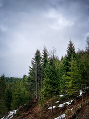 forest in the mountains in autumn
