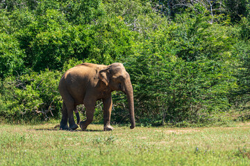 Naklejka na ściany i meble Elephants in the National Park