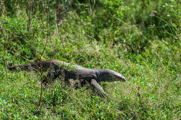 Wild varan in the Yala National Park. Sri Lanka