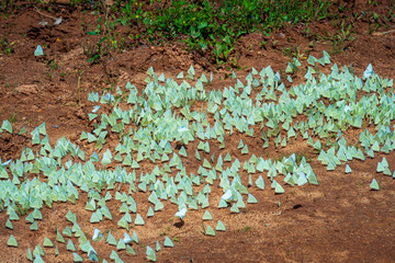 Butterflies in the Yala National Park, Sri Lanka