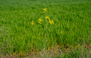 Wonderful rapeseed crops in April, 2022 near Yambol, Bulgaria