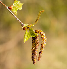 Birken Blüte