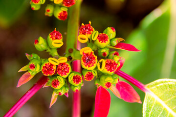 Detail red flower called in Guatemala Pascua, used to decorate at Christmas parties, outdoor organic plant. Euphorbia pulcherrima.