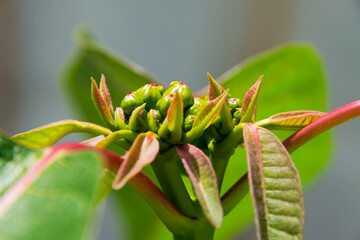 Detail red flower called in Guatemala Pascua, used to decorate at Christmas parties, outdoor organic plant. Euphorbia pulcherrima.