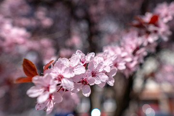 Bunch of pink cherry blossoms against a tree background
