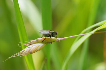 macro de mouche