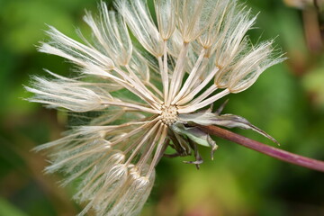 fleur de pissenlit séchée