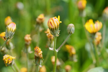 fleur d'&eacute;pervi&egrave;re