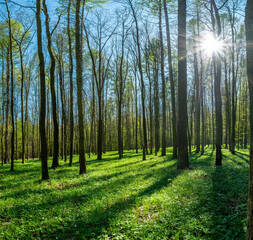 Beautiful spring forest with green grass and direct sun with rays