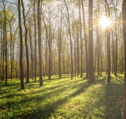 Beautiful spring forest with green grass and direct sun with rays