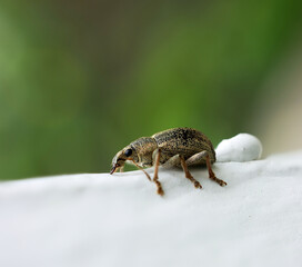 beetle, macro photo