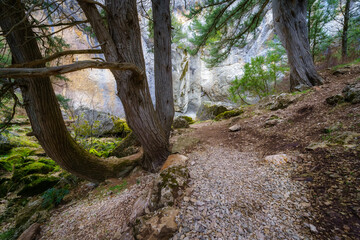 Enchanted forest landscape with path among the trees in a mysterious environment.