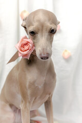 Portrait of Pure breed Italian greyhound dog with roses