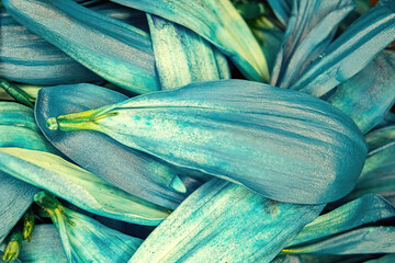 Bunch of blue colored daisy pedals piled together