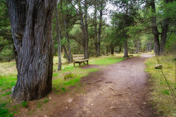 Bench to rest on the hiking trail of the juniper forest, Sabinar Soria.