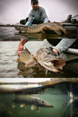 Triple Fishing banner. Fisherman and trophy Pike.