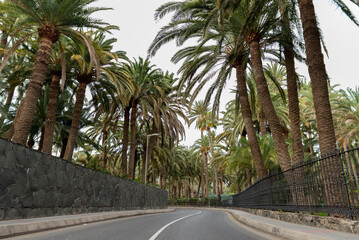 Fototapeta na wymiar Beautiful view of new road among many palms on Island
