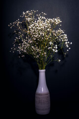 Gypsophila flowers in white ceramic vase on black background, close up