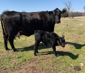 Calf, newborn, next to mother cow closeup