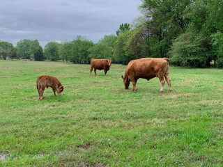 Cows and calf in a pasture, grazing