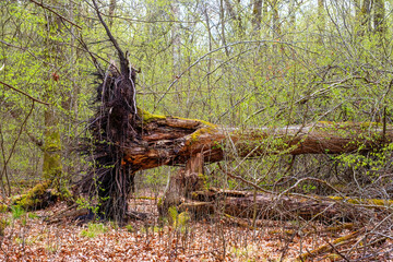 fallen tree in the forest