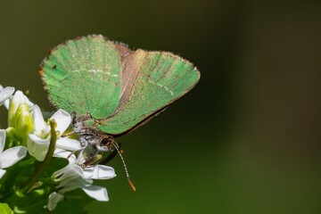 Chapman's green hairstreak (Callophrys avis), green butterfly drinking nectar from white flowers with green background.