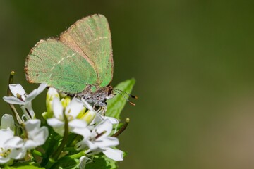 Chapman's green hairstreak (Callophrys avis), green butterfly drinking nectar from white flowers with green background.